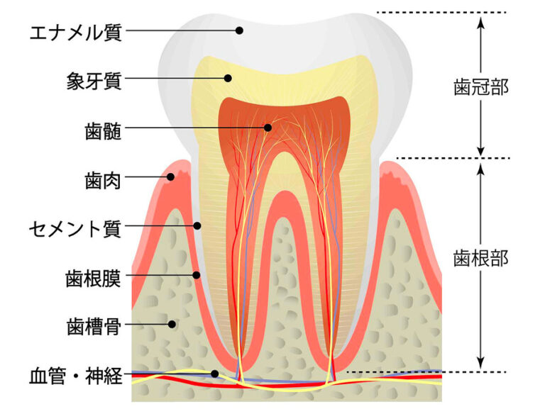 虫歯治療